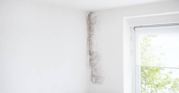 Best Real Estate Mold Inspection  in Harper Woods, MI