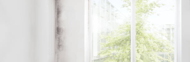 Best Mold Remediation for Rental Properties  in Harper Woods, MI